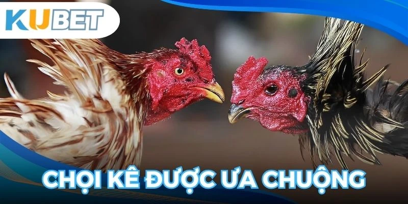 Chuyên mục đá gà KUBET nổi bật tại nền tảng