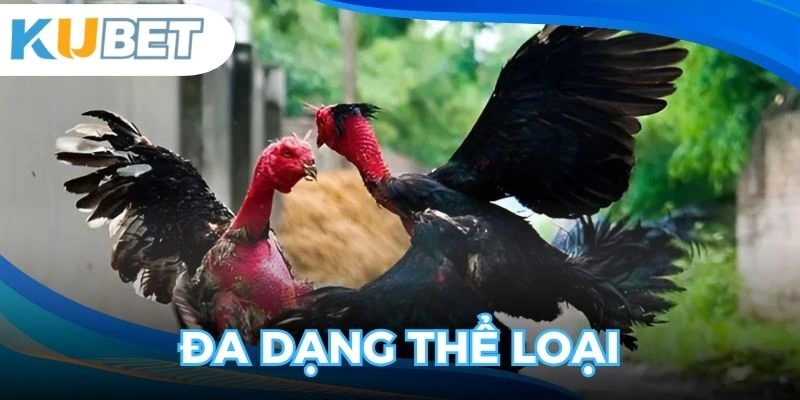 Đa dạng các loại hình chọi kê đẳng cấp